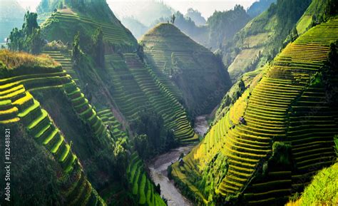 Rice fields on terraced in Northwest of Vietnam. Stock Photo | Adobe Stock