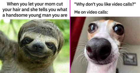 funniest animal memes   week   paw sitively hilarious