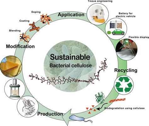 bacterial cellulose production  applications vvsrpo