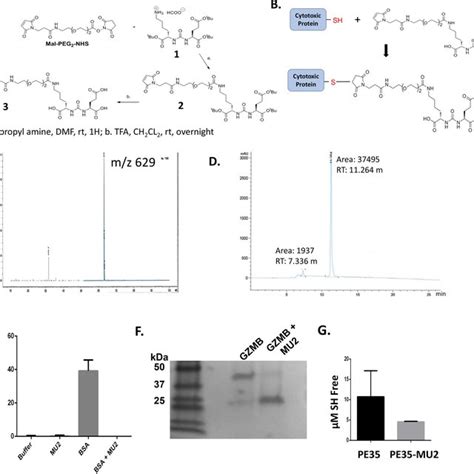 Synthesis and production of protein-urea drug conjugates. (A) Chemical ... 