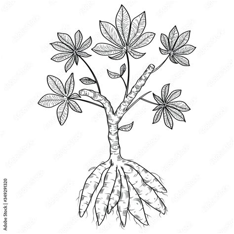 Cassava Plant Illustration