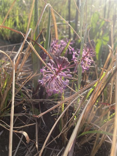 Coopers African Hyacinth From Ukhahlamba Drakensberg Park Bergville