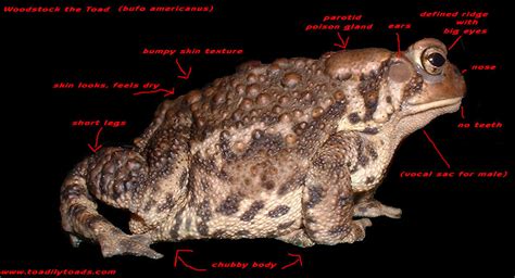 Toad Vs Frog Biology How To Tell A Frog From A Toad How To Tell The