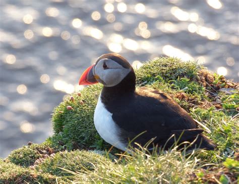 Shetland In Spring For Birders Heatherlea Birdwatching And Wildlife