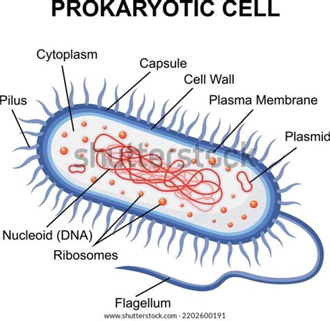 Prokaryotic Cell Structure Diagram Vector Illustration Cross Section