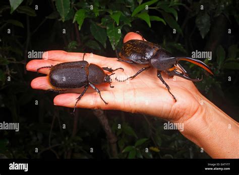 Hercules Beetles One Of The Worlds Largest Beetles In A Human Hand