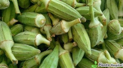 Okra 13 Best Health Benefits Of This Super Plant Try It Now