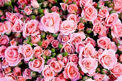 Best Bed Of Roses Stock Photos, Pictures & Royalty-Free Images - iStock