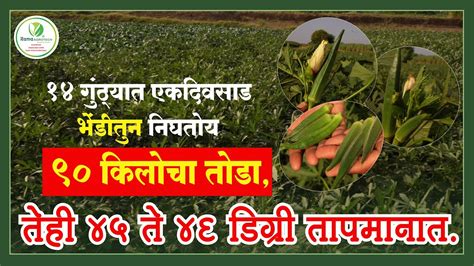 १४ गुंठ्यात एकदिवसाड भेंडीतुन निघतोय ९० किलोचा तोडा तेही ४५ ते ४६ डिग्री तापमानात Rama