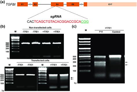 Evaluation Of The Sgrna Cas Mediated Tgfbi Modifications In Lescs A