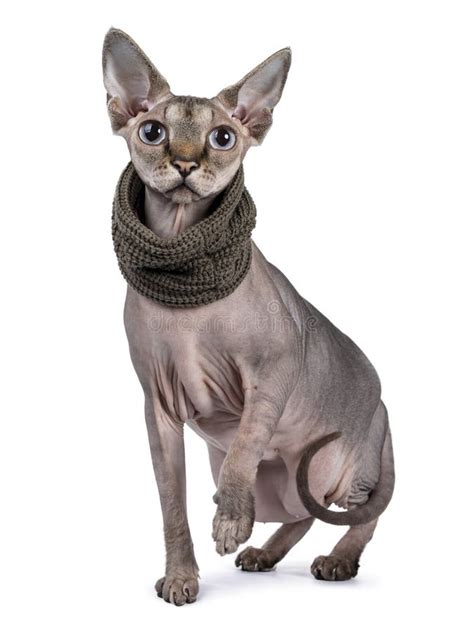 Sphynx Cat With Collar On White Background Stock Photo Image Of