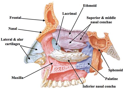 The Nasal Cavity Structure Vasculature Innervation 48 Off