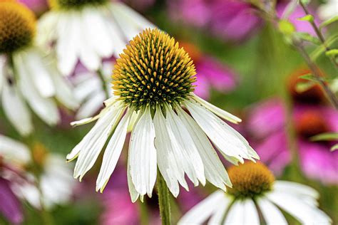 White Coneflower Photograph by Sharon Gucker - Fine Art America