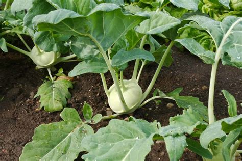 Kohlrabi Seed Starting Tips Harvest To Table