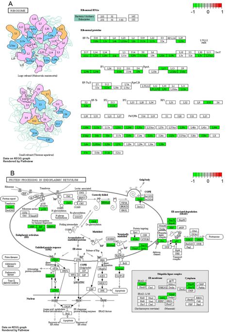 The KEGG Pathways Of Ribosome A And Protein Processing In The