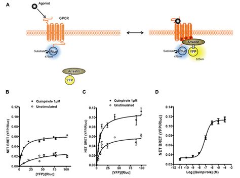 Frontiers Bret Biosensors To Study Gpcr Biology Pharmacology And