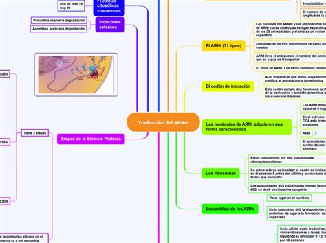 Traducción del ARNm Mind Map