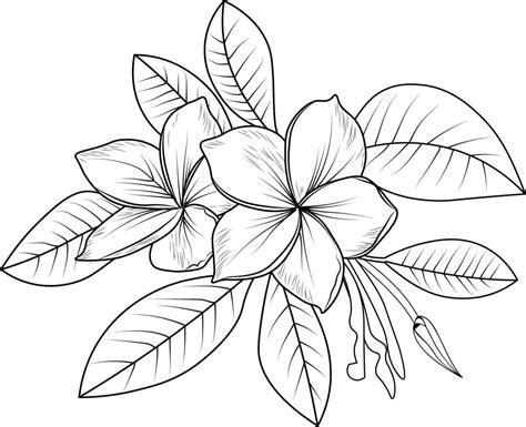 Illustration Of Sketch Contour Bouquet Azalea Flowers Hand Drawn