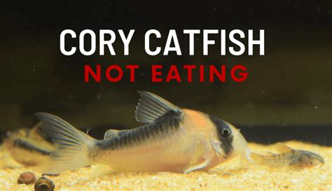 Rare Unique Cory Catfish Species With Pictures Keeping Catfish