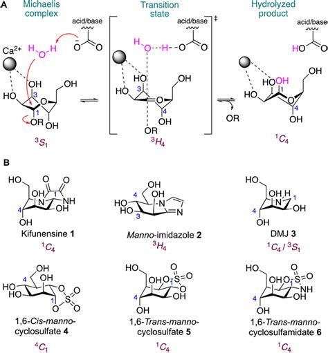 A Conformational Reaction Itinerary Of Inverting Gh47 Download Scientific Diagram