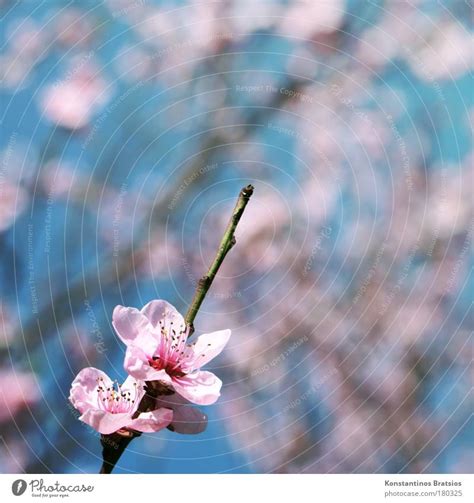 Cherry Blossom Special Ein Lizenzfreies Stock Foto Von Photocase