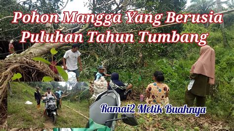 Pohon Mangga Yang Berusia Puluhan Tahun Tumbang Ramai Metik Buahnya