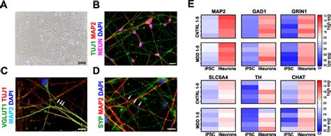 Characterization Of Ips Neurons A Neurons Differentiated From Npcs Show