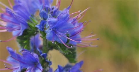 What Is Hyssop