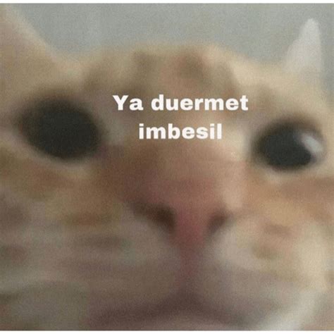 Gatitos Jeje🤣