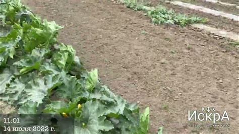 Кабачок МАРСЕЛЛА F1 : MARSELLA F1 (Enza Zaden) - YouTube