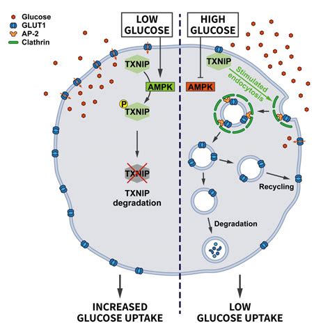 Endocytosis In The Adaptation To Cellular Stress