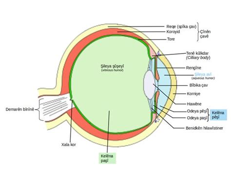 Human Eye Simple Diagram