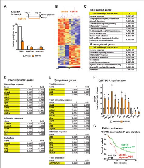 CSF1 CSF1R Blockade Reprograms The Tumor Immune Microenvironment A