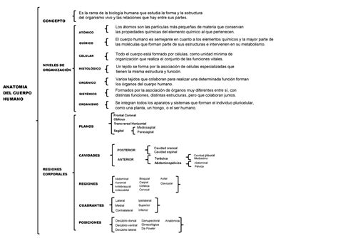 Cuadro Sinóptico Niveles De Organización Y Regiones Corporales Del