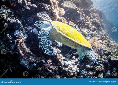 A Green Turtle on a Coral Reef in the Red Sea Stock Photo - Image of ...