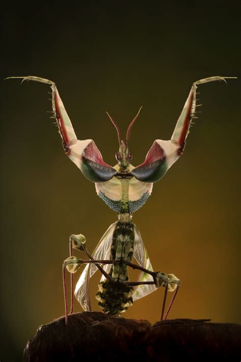 Macro Insects | Battle Bunny