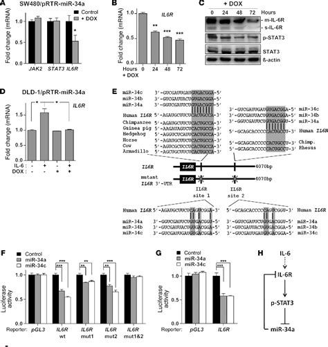 Figure 2 From Il 6rstat3mir 34a Feedback Loop Promotes Emt Mediated