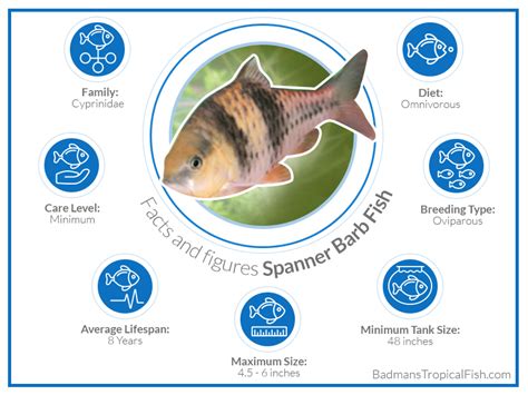 The Ultimate Spanner Barb Fish Care Guide