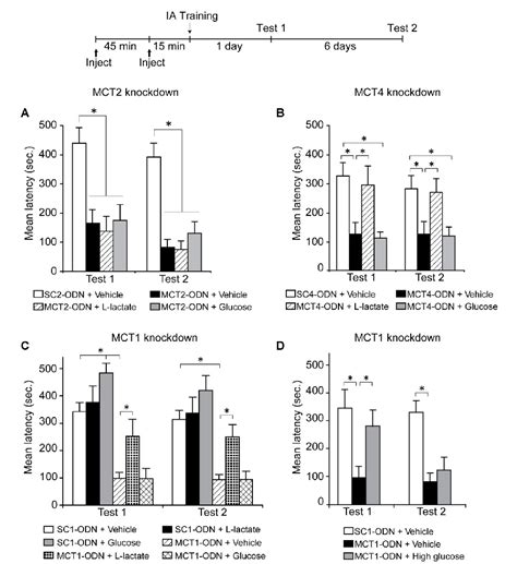 Figure 3 From The Role Of Lactate Mediated Metabolic Coupling Between Astrocytes And Neurons In