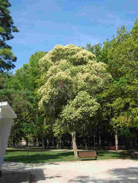 Aligustre Rboreo Gu A De Especies Ayuntamiento De Zaragoza