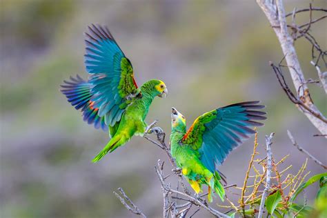 🔥 Parrots having a fight : r/NatureIsFuckingLit