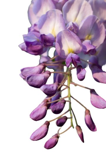 Wisteria Plant Big Elegance Long Plant Assorted Petals Png