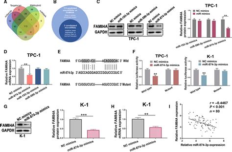 The Direct Mir Ptarget Fam A Promotes Tumor Development In