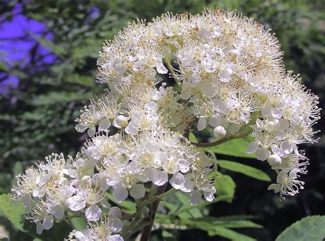 Рябина Фото Цветов – Telegraph