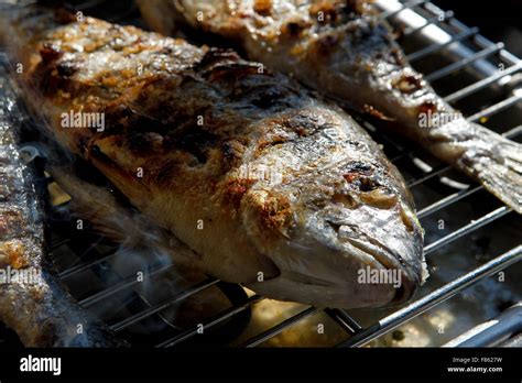 Gilthead Gilthead Seabream Sparus Auratus Stock Photo Alamy