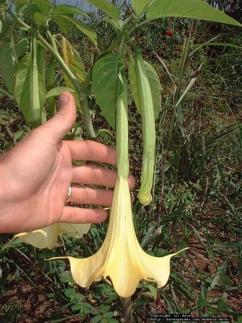 1000+ images about Deadly plants on Pinterest | Angel trumpet, Poisons ...