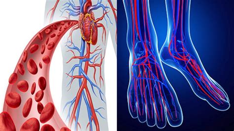 Poor Blood Circulation Cold Feet And Hands Here Is How To Solve Your