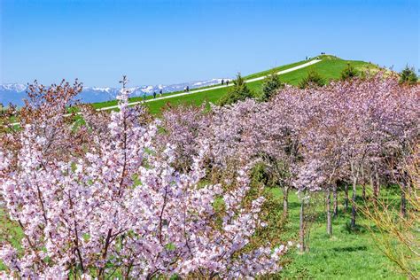 Best Cherry Blossom Spots in Hokkaido - Japan Web Magazine