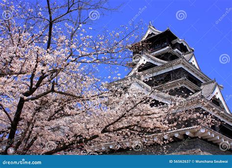 Kumamoto Castle With Sakura Foreground Stock Image Image Of Koen