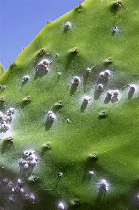 Cochineal Beetles On Prickly Pear Cactus Photograph by Mark Williamson ...